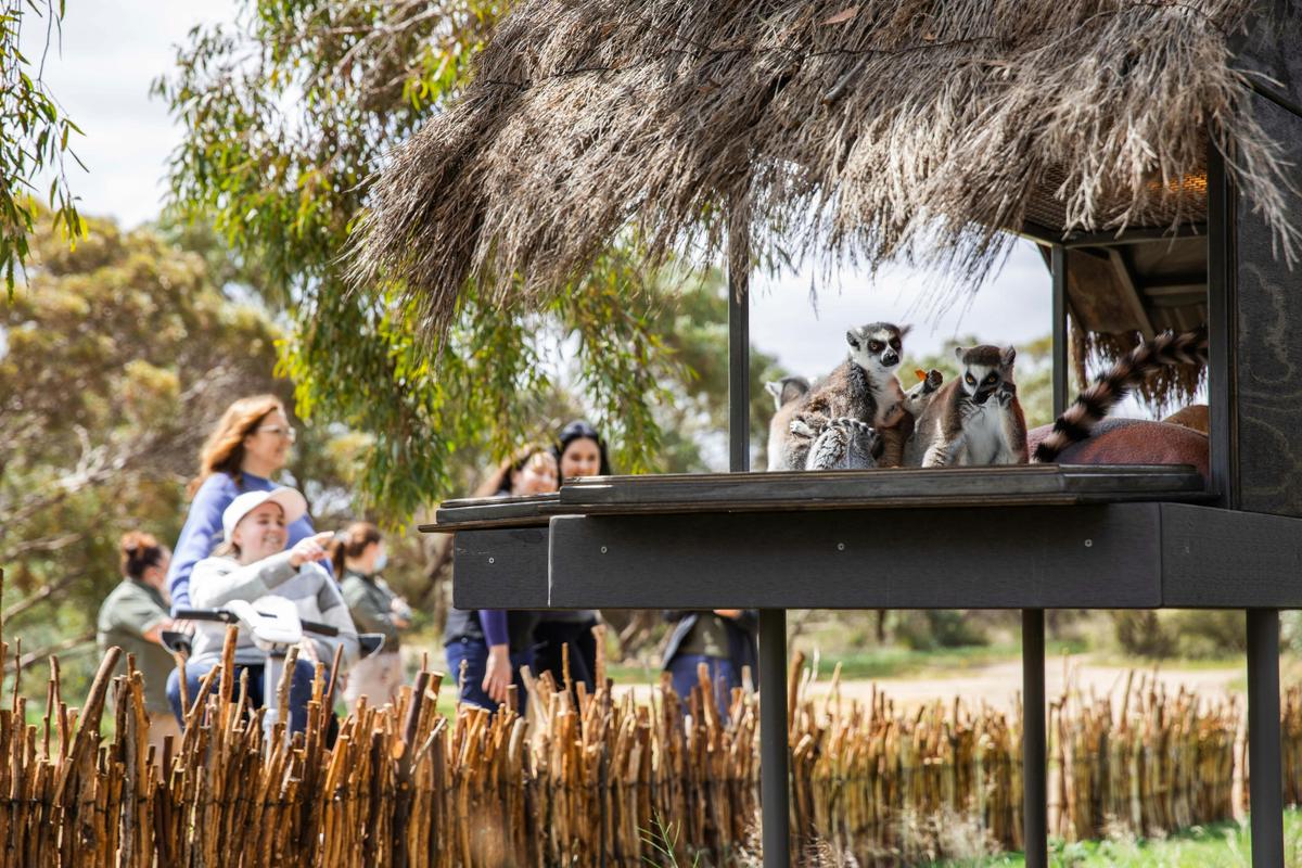 Land of the Lemurs