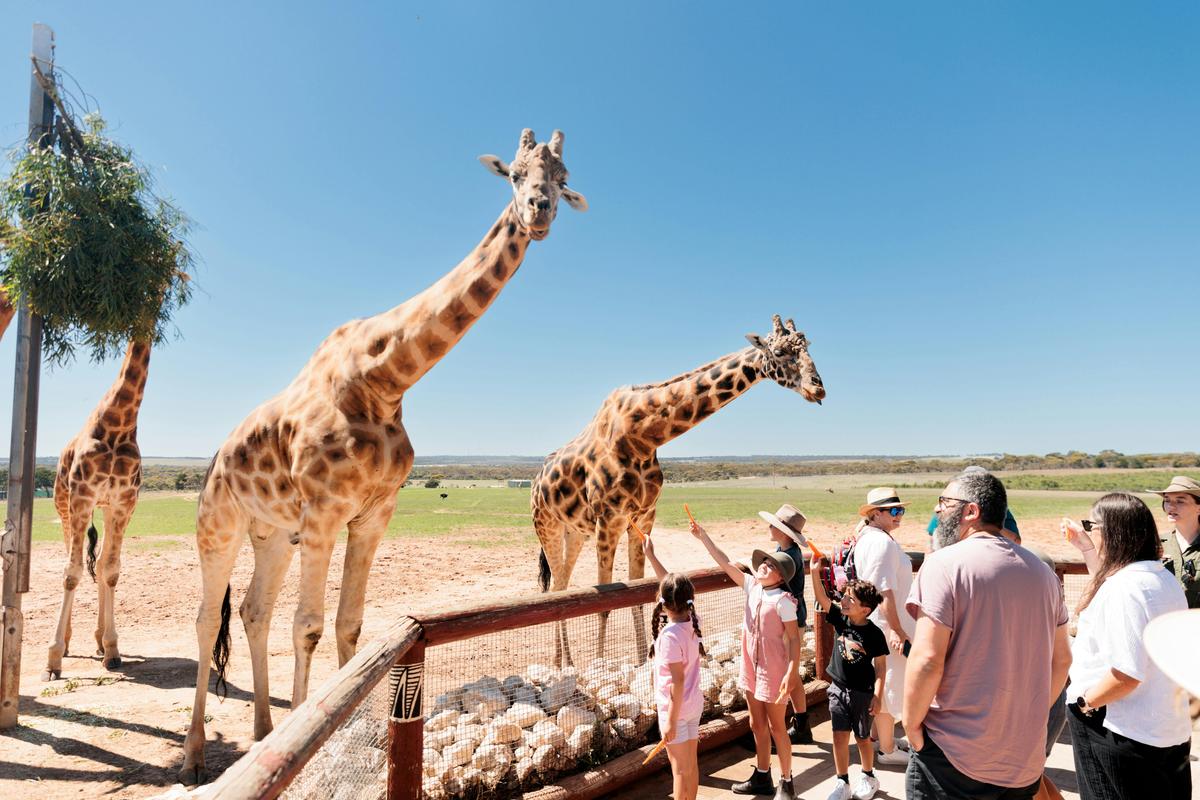 Giraffe Safari