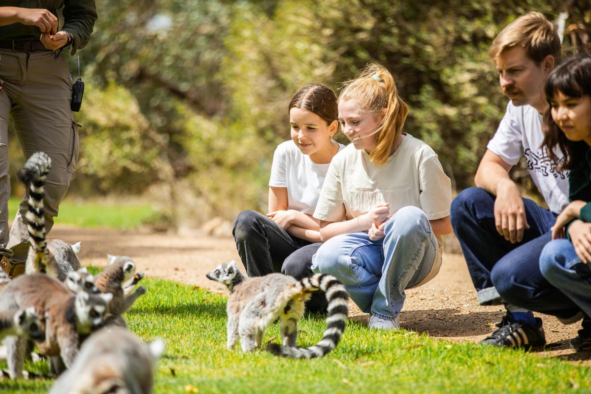 Land of the Lemurs