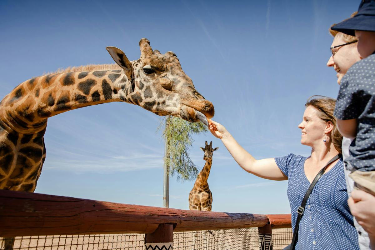 Giraffe Safari Monarto Safari Park