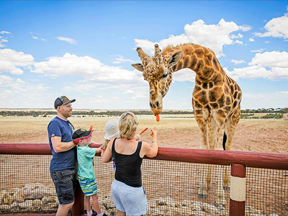 Giraffe Safari