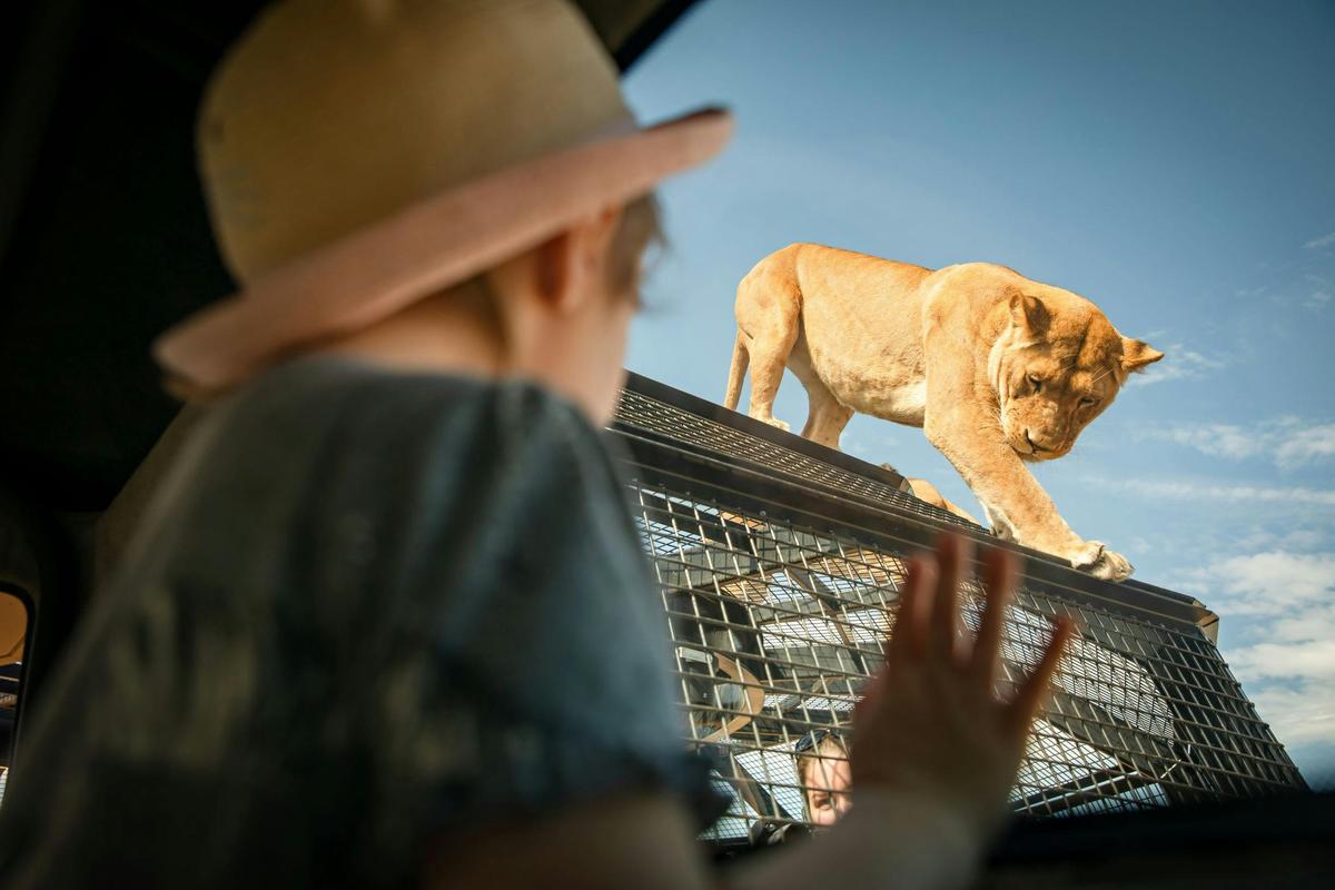 Lions 360