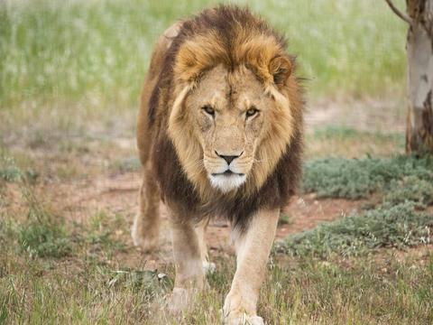 Lions 360