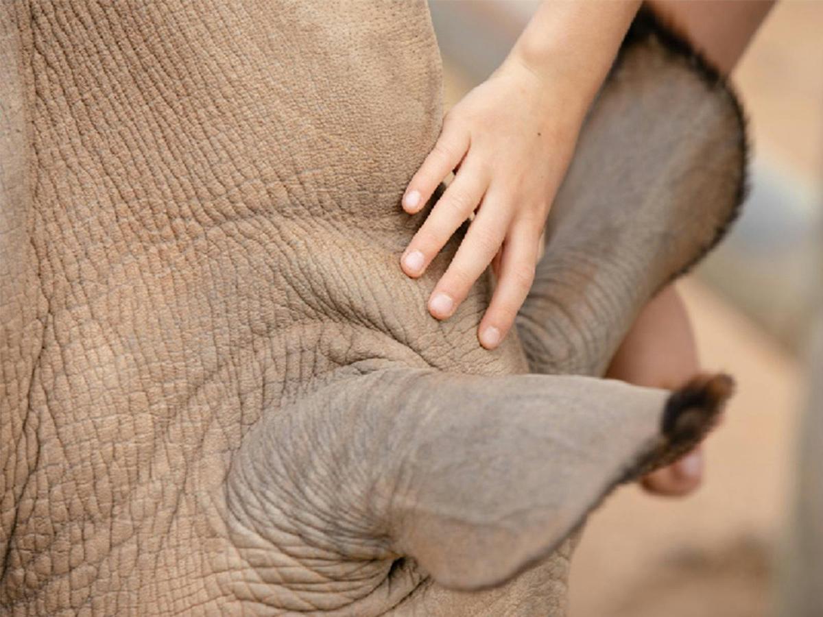Meet the Rhinos