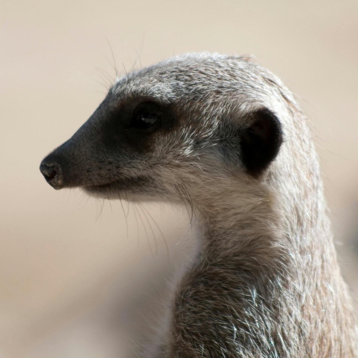 Meerkat Mingle
