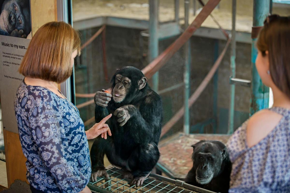 Monarto Safari Park Chimp Encounter