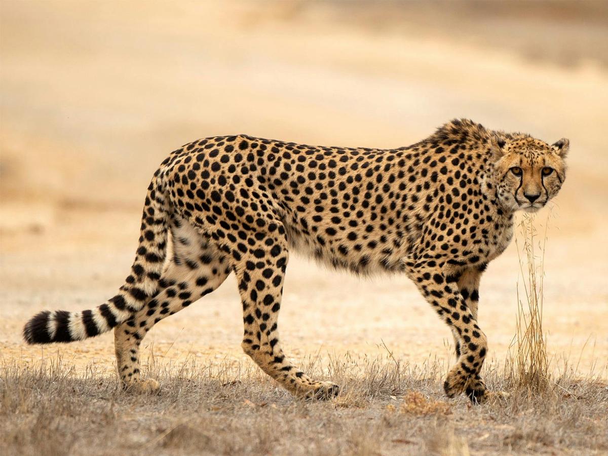 Cheetah Experience