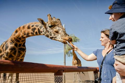 Giraffe Safari
