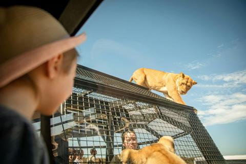 Monarto Safari Park Experiences