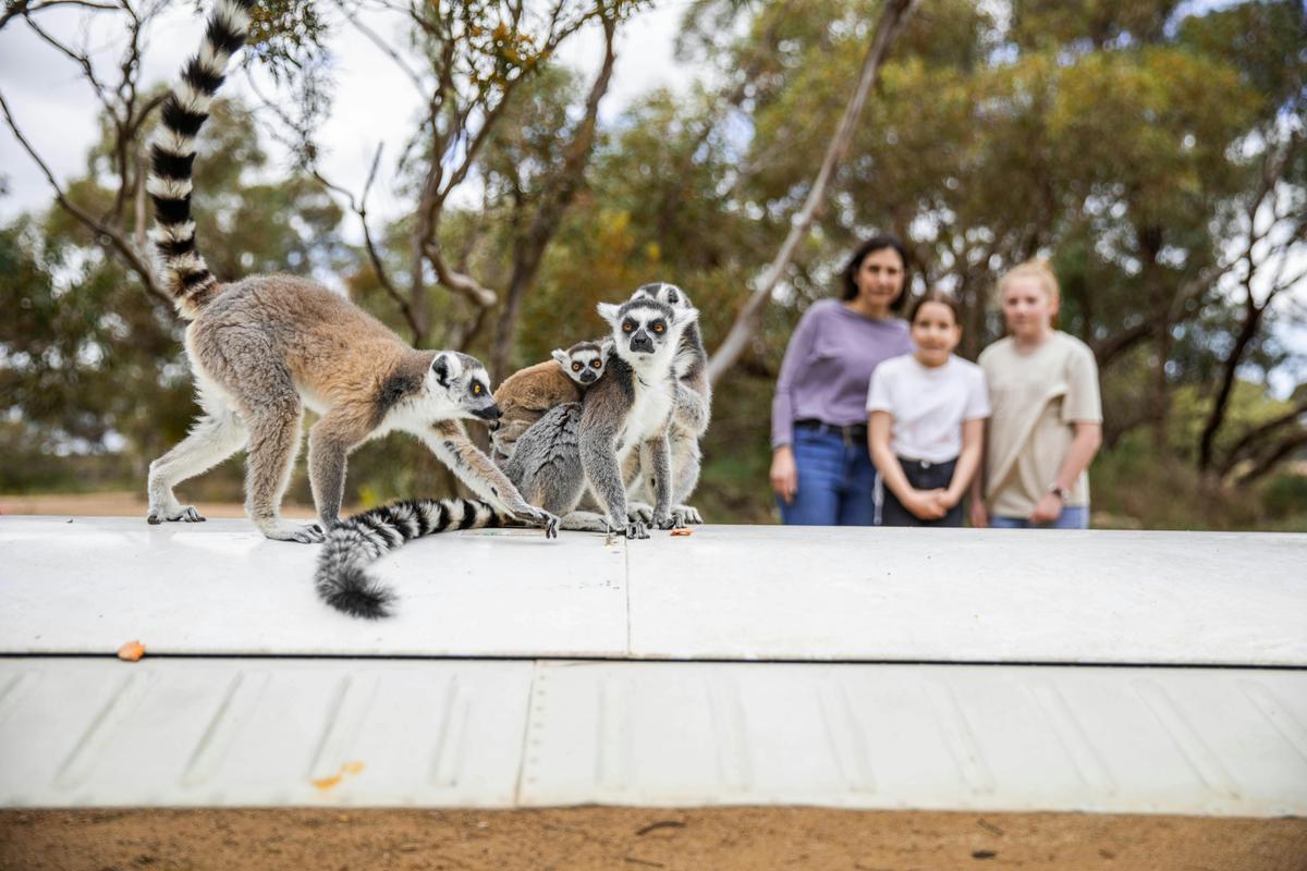 Land of the Lemurs