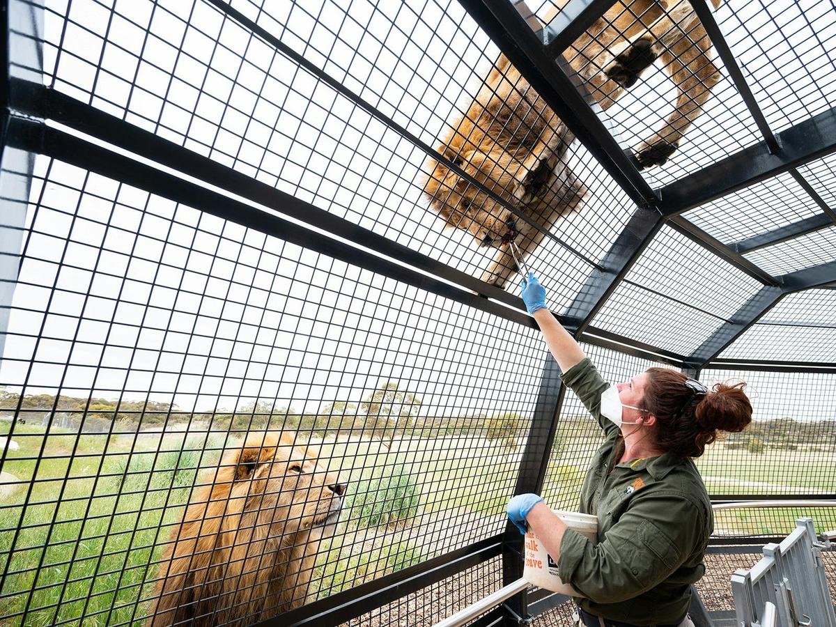 Lions & Wines