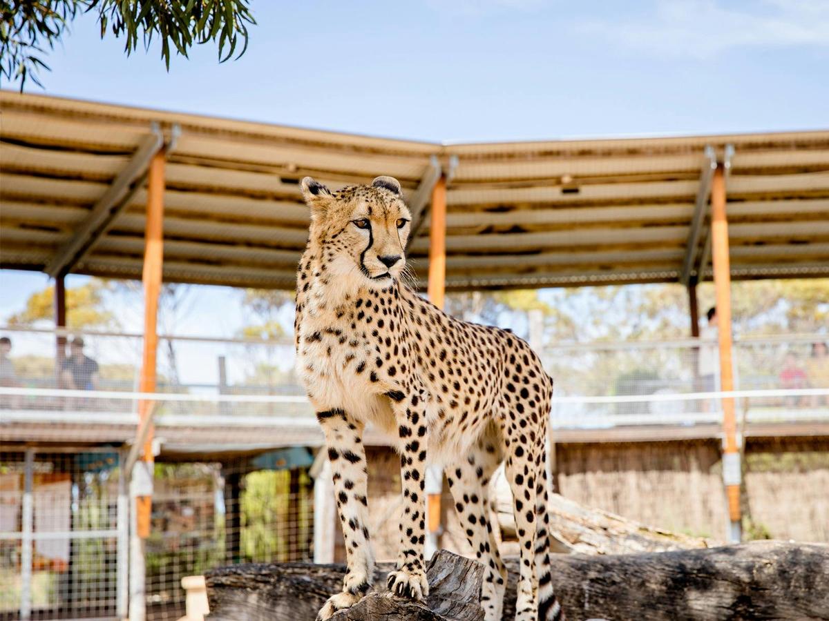 Cheetah Experience