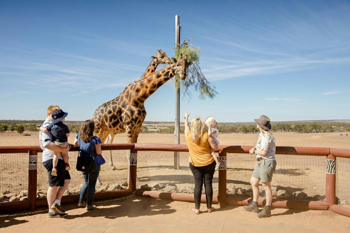 Giraffe Safari