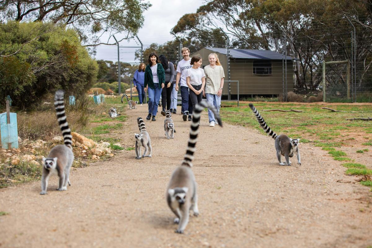 Land of the Lemurs
