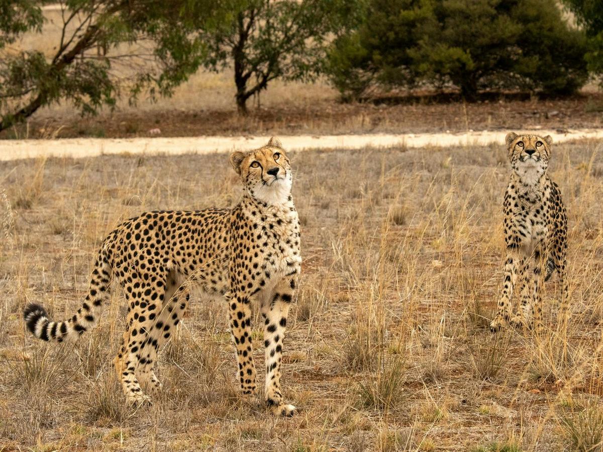 Cheetah Experience