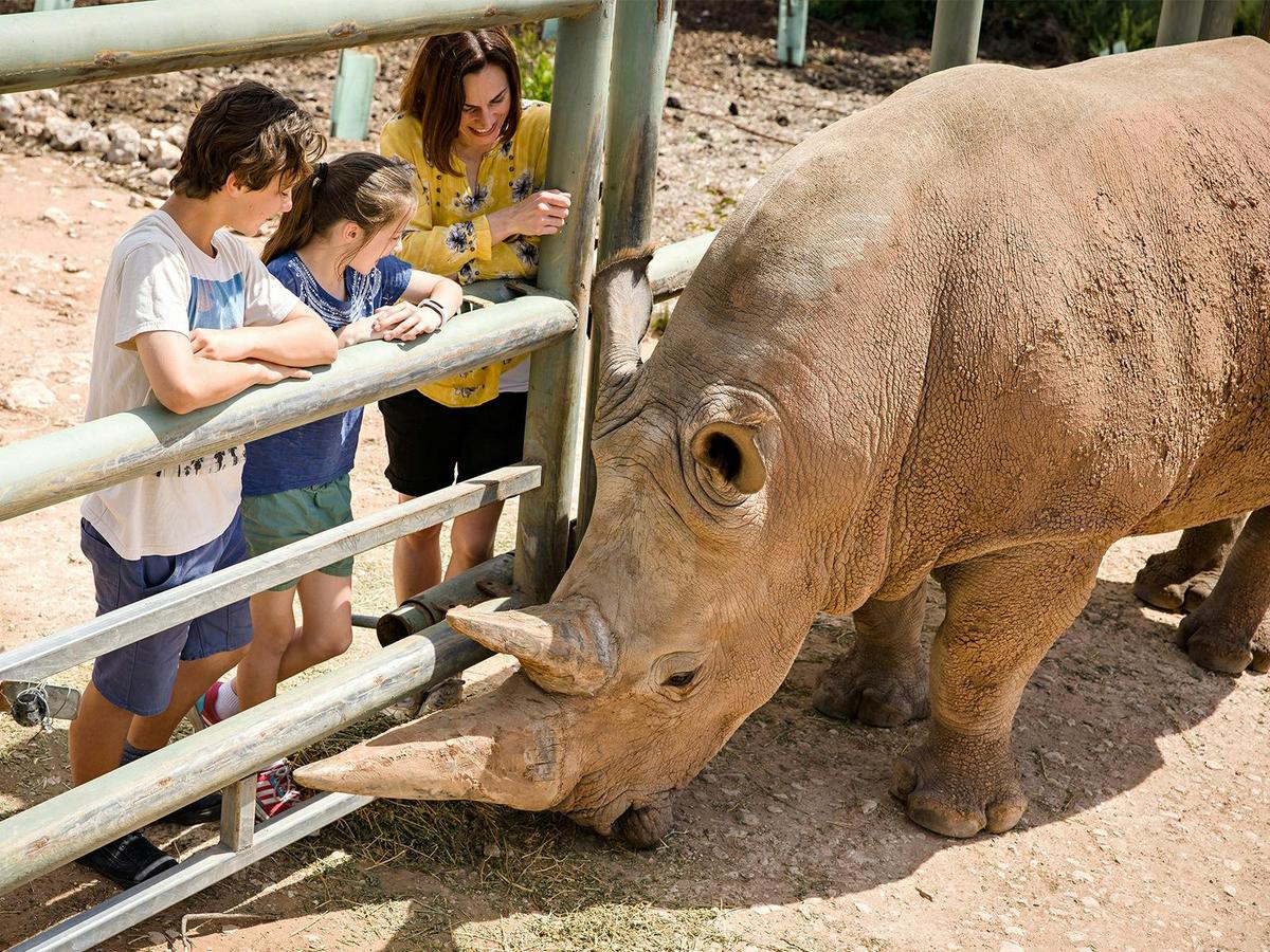 Meet the Rhinos