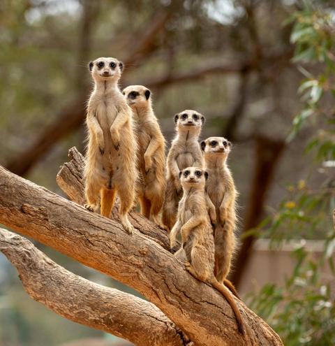 Meerkat Mingle
