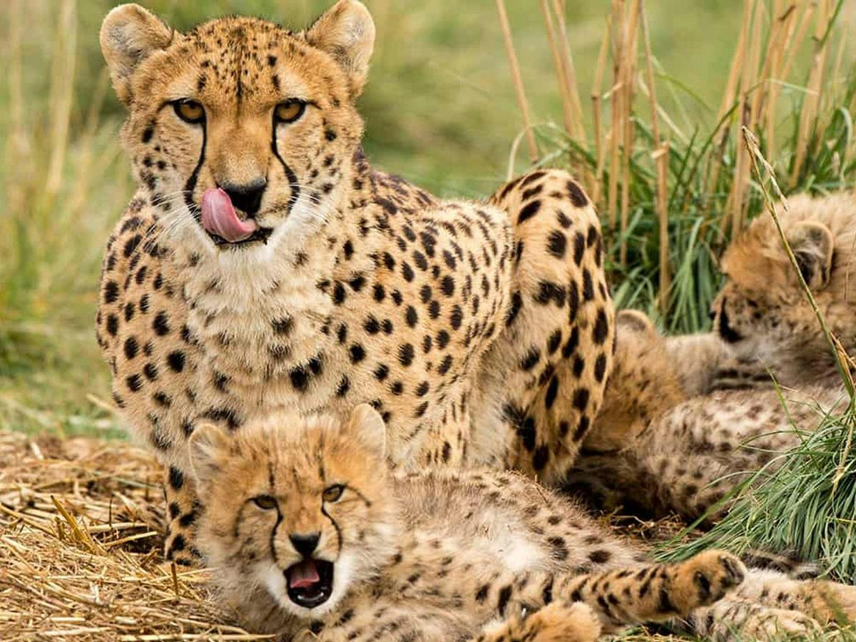 Cheetah Experience