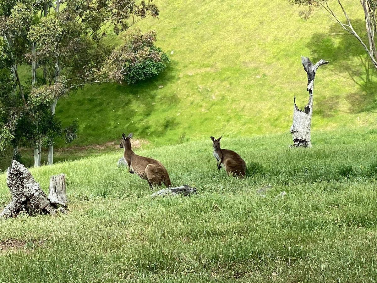 McLaren Vale eBike Tour from DogRidge Wines - SA eBikes
