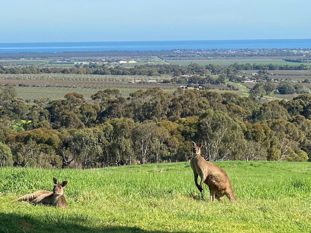 McLaren Vale eBike Tour from your accomodation - SA eBikes