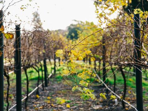Taste of South Australia