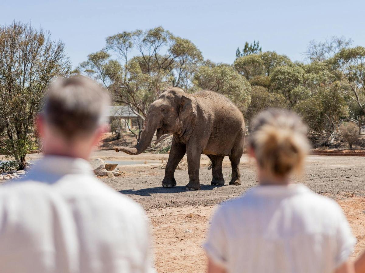 Burma, one of Monarto Safari Park's five Asian Elephants.