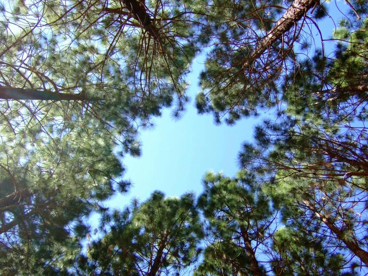 Mount Crawford Forest