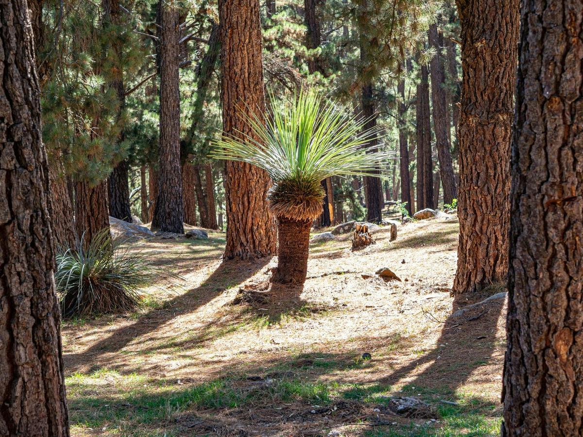 Mount Crawford Forest