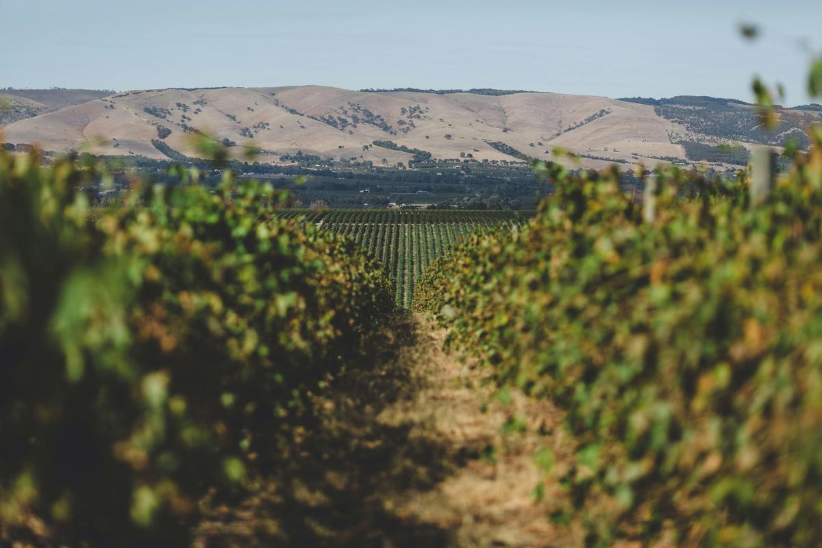 McLaren Vale Vineyards