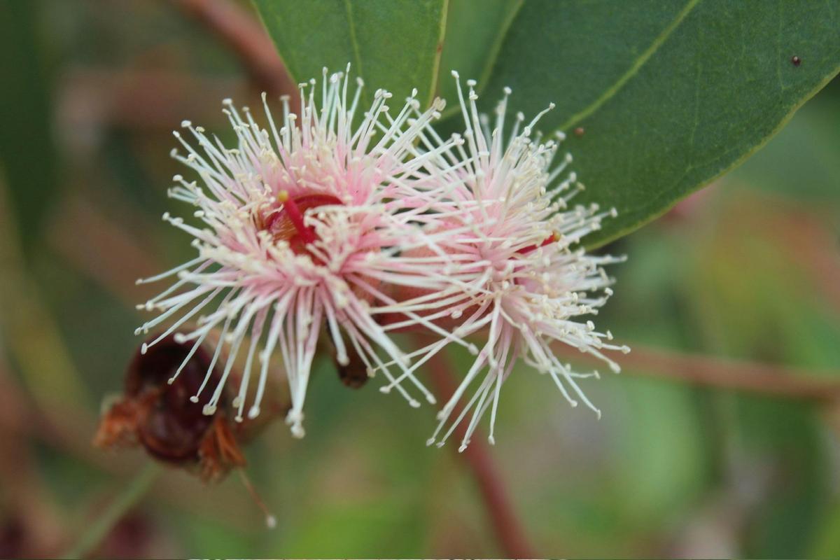Pink Gum Flowers