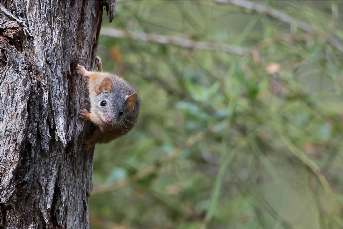 morialta