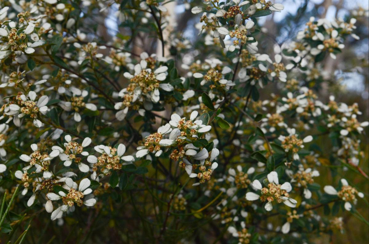 morialta