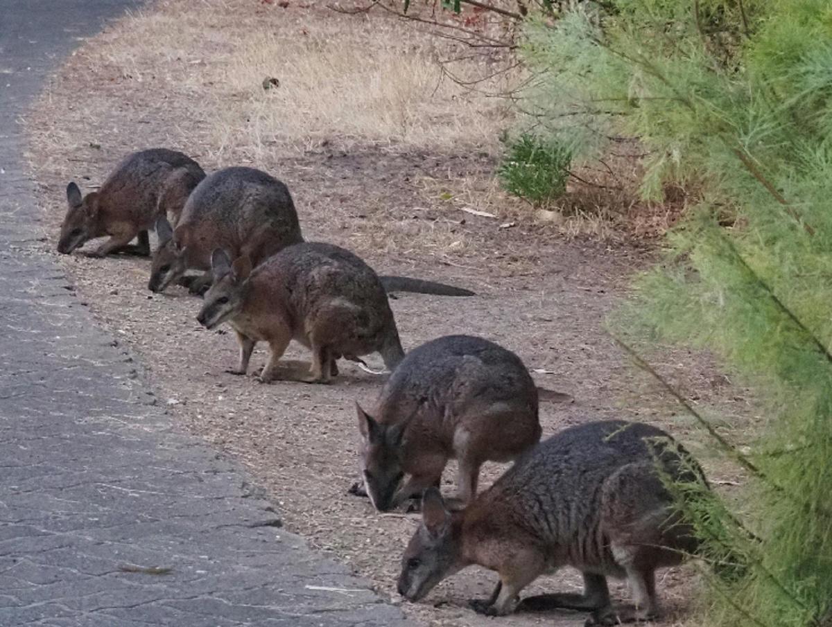 Tammar Wallabies