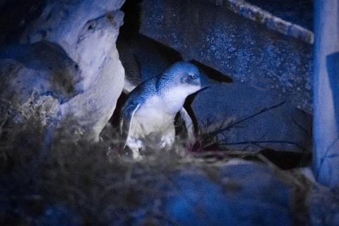 Penneshaw Penguin Centre