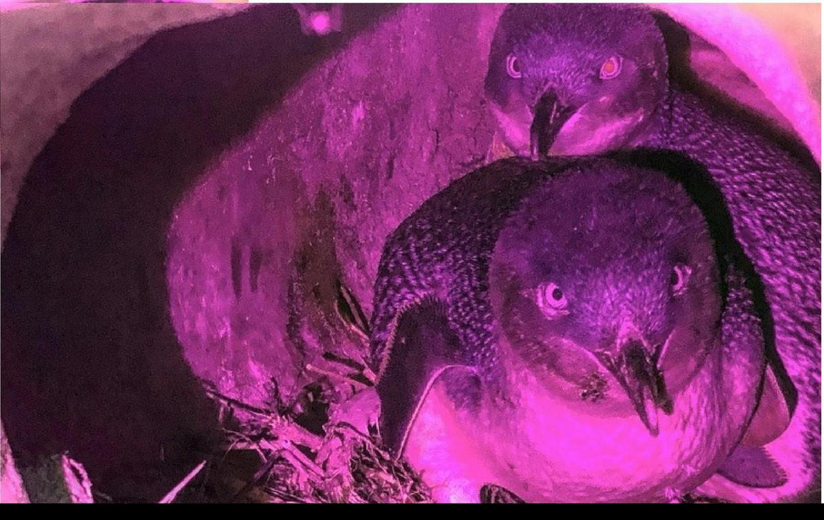 Two adult little penguins in their burrow