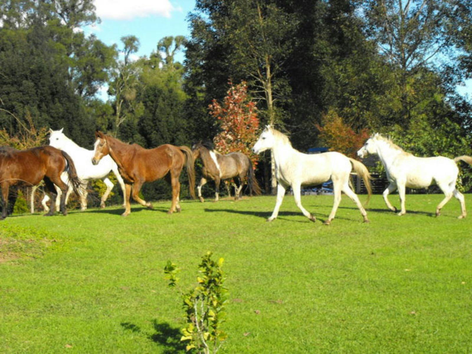 horses in the field