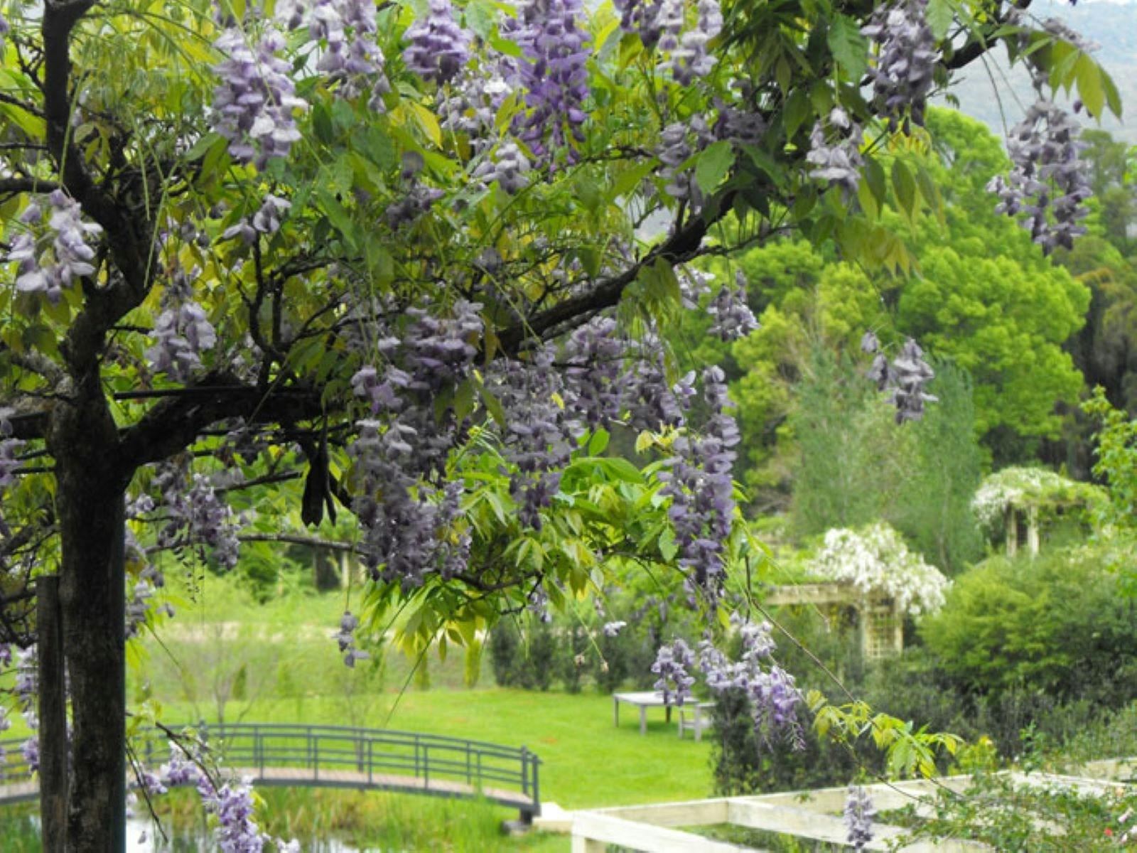 lavender tree