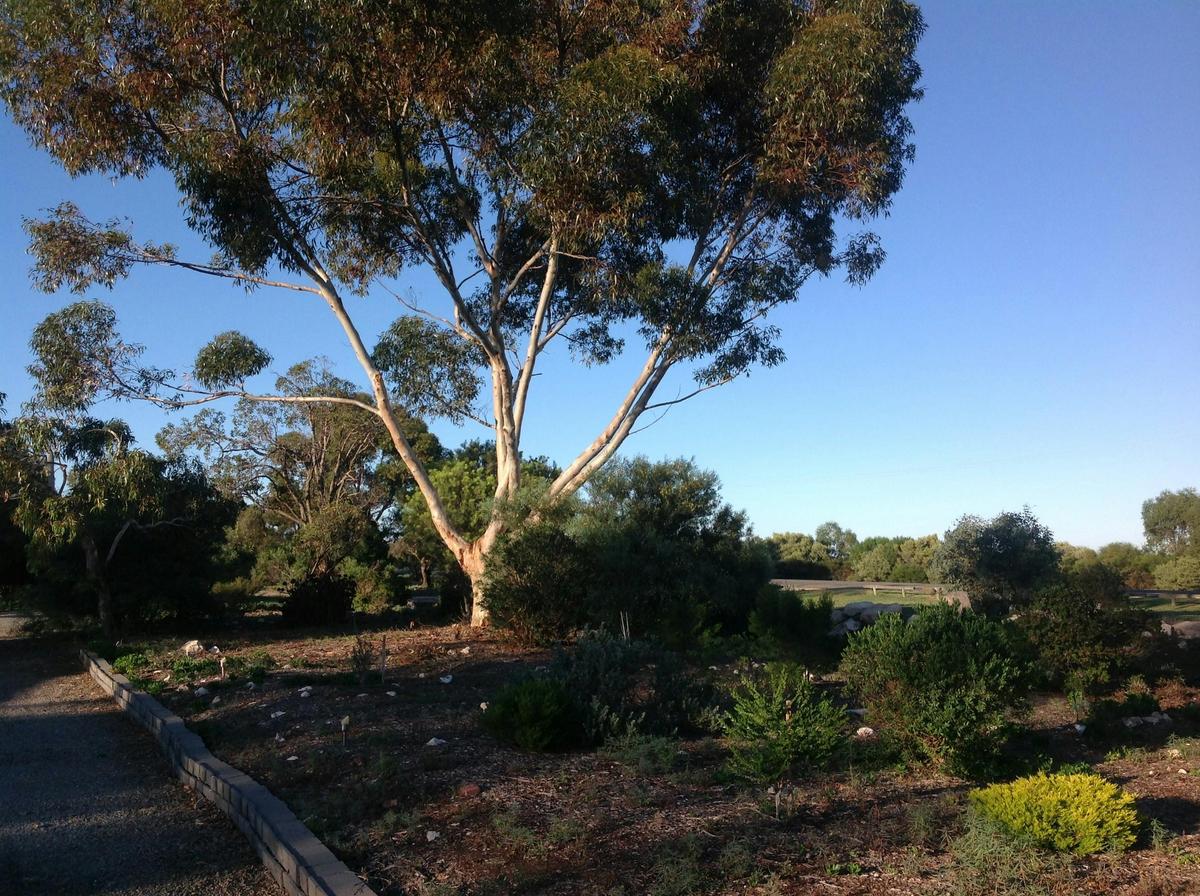 Native garden