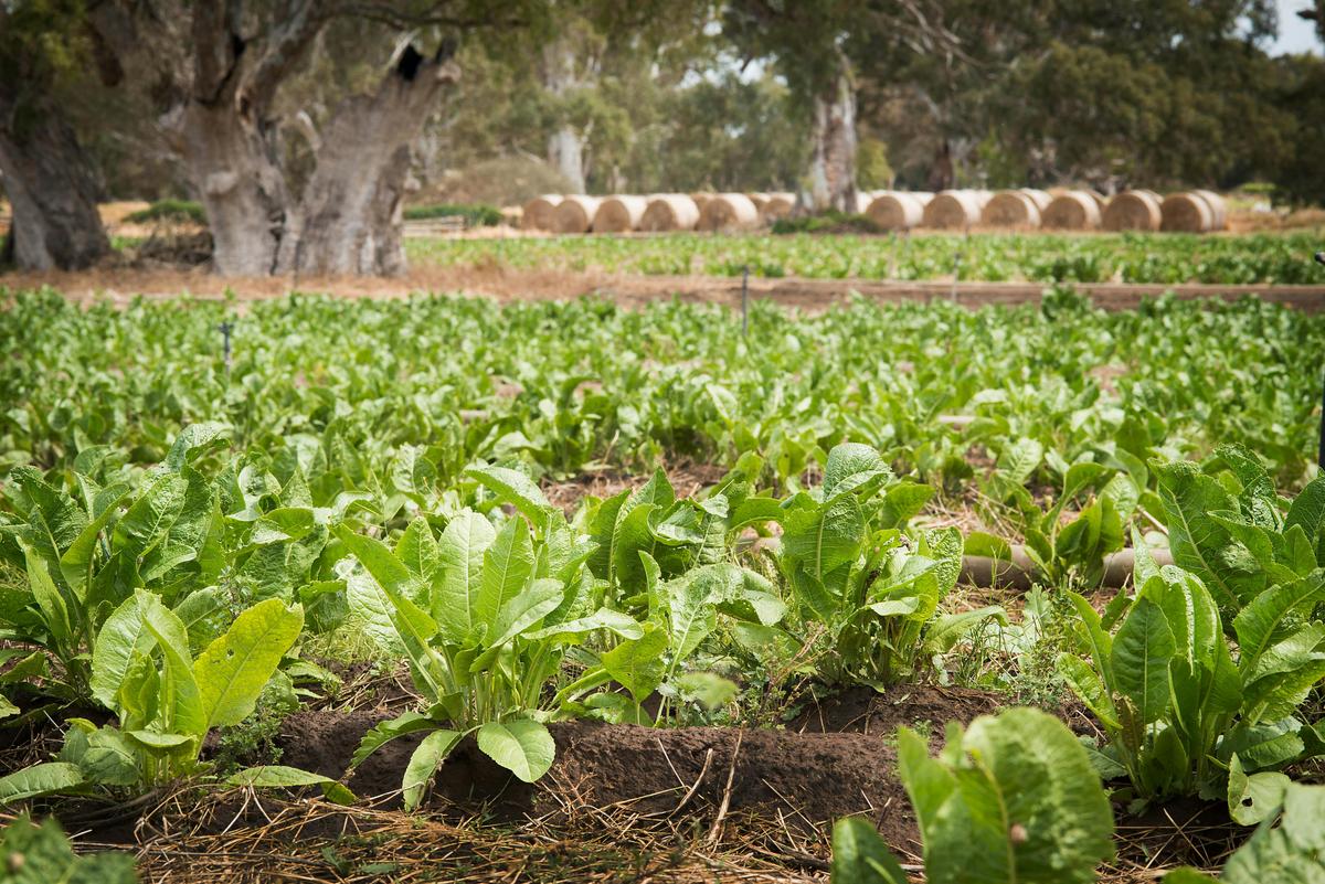 Horseradish Paddocks