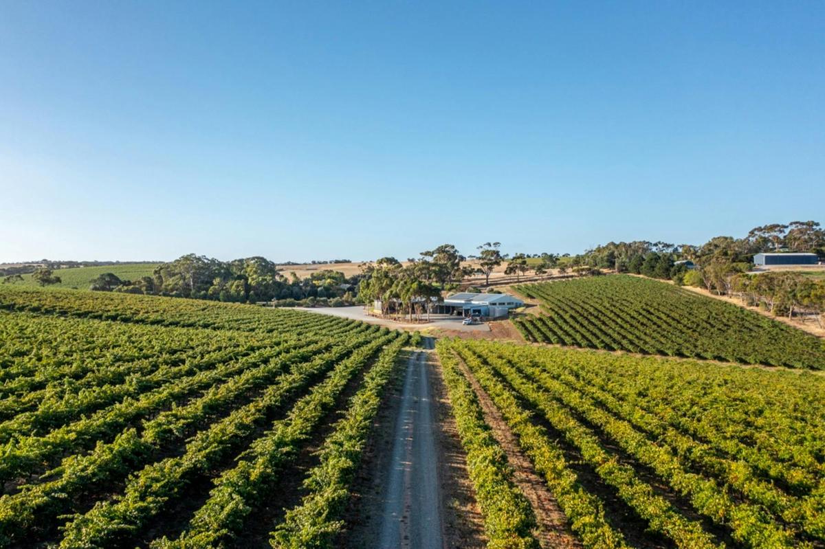 Oliver's Taranga Vineyard Path