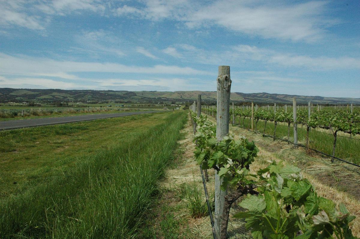 Wine tour with lunch