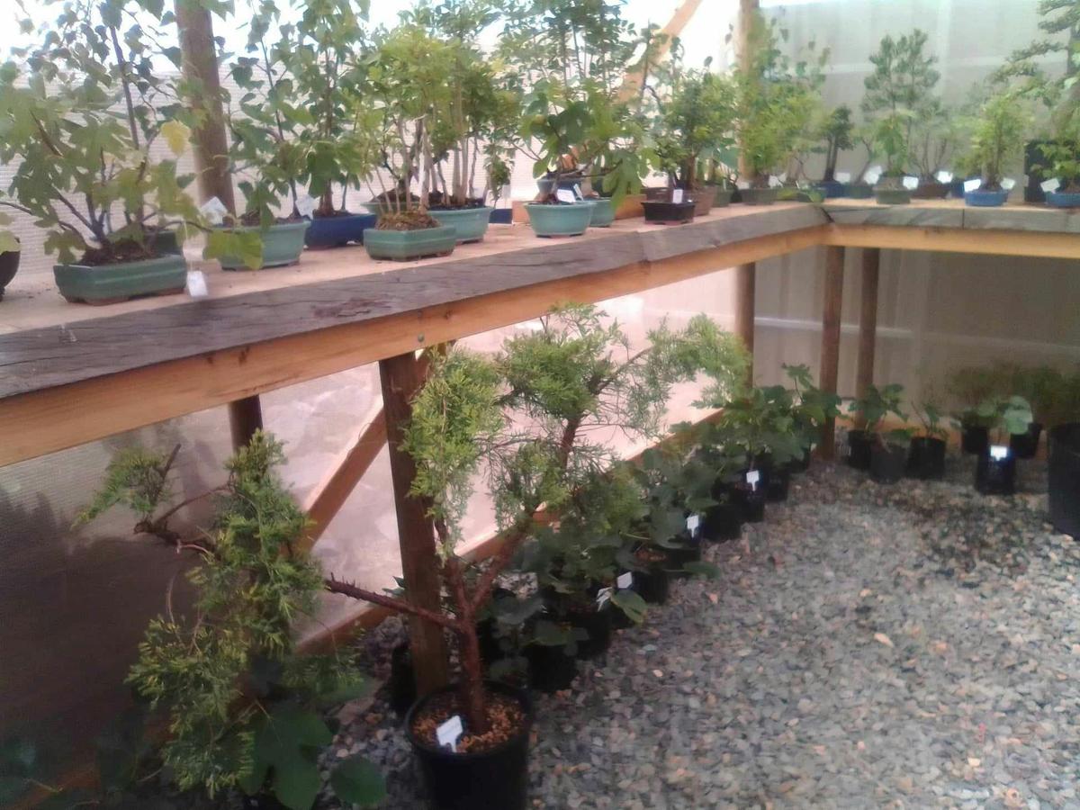 Inside Oscar's Bonsai Farm shadehouse