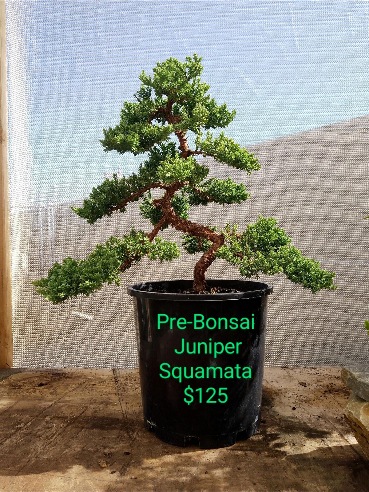 Pre bonsai