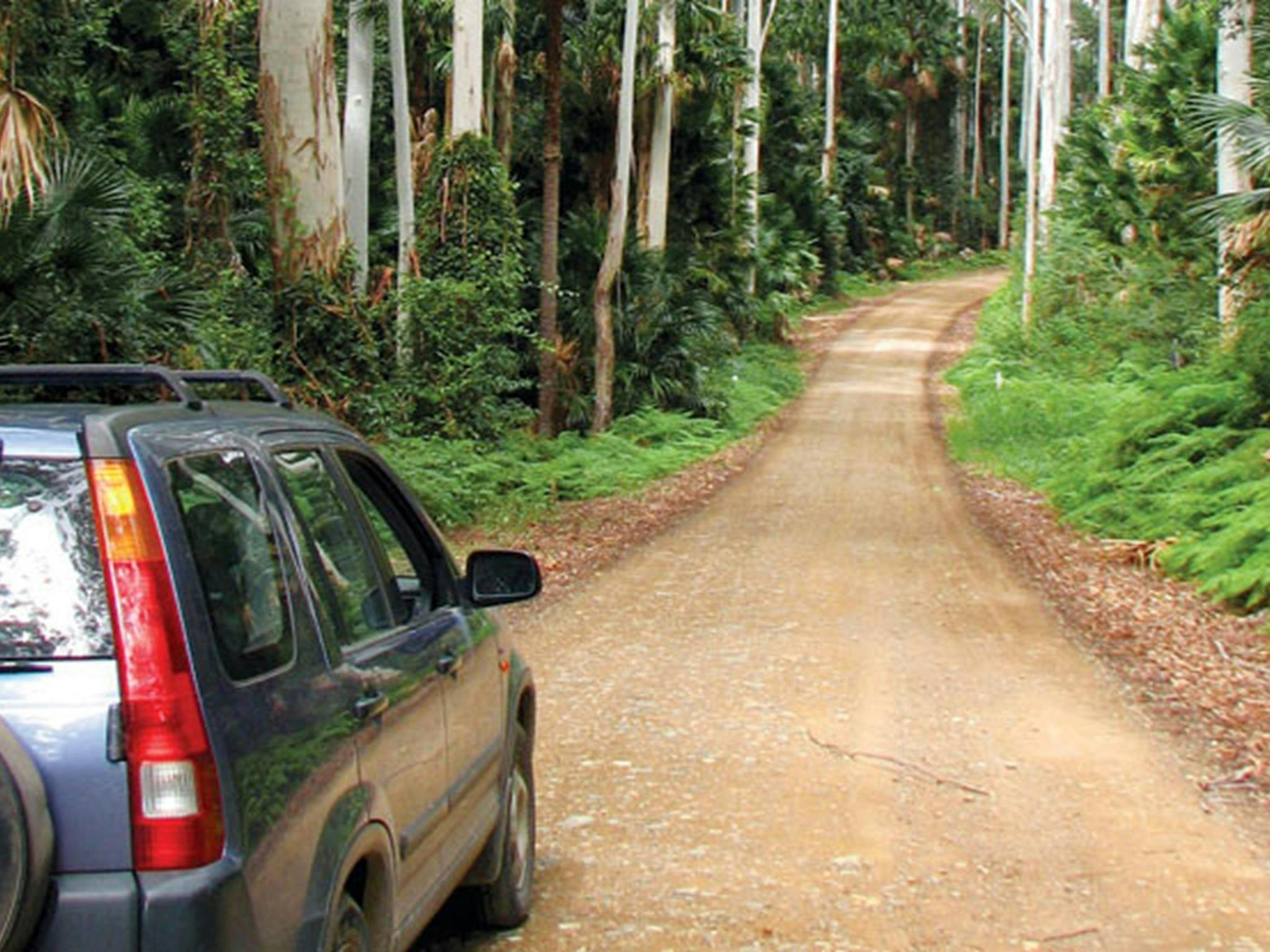 Wallingat Forest drive, Wallingat National Park. Photo: Ian Charles/NSW Government