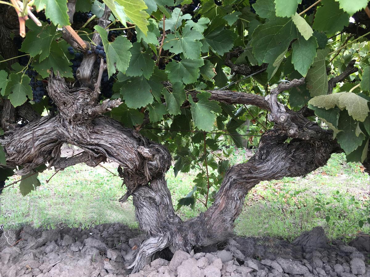 100 year old vine