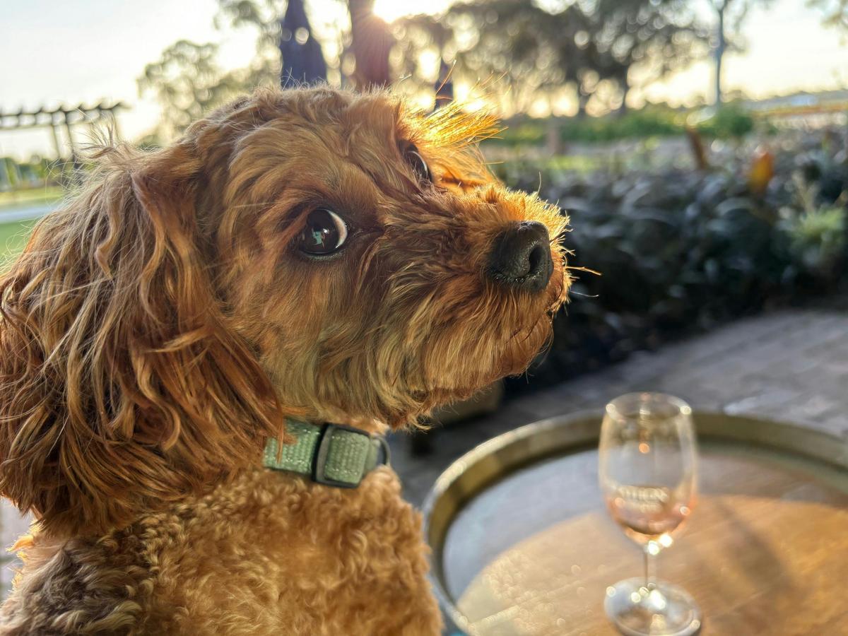 Billie at sunset with wine- pet friendly