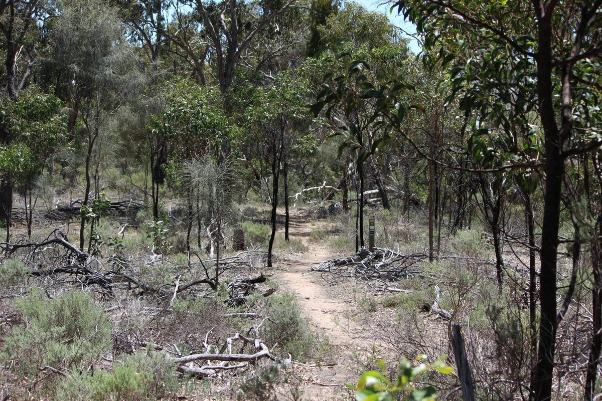 Mt Crawford Trails