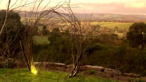 Pear Tree Hollow