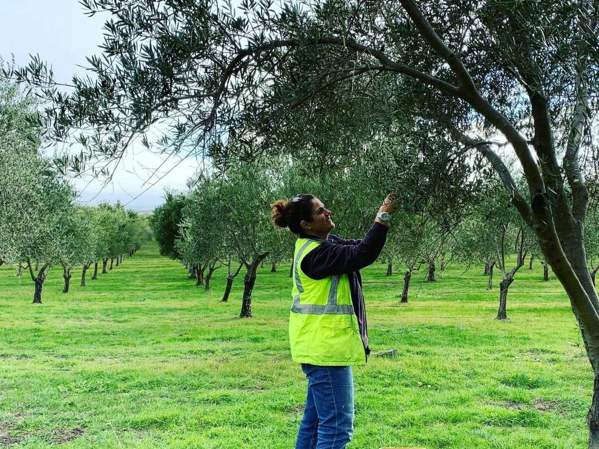 Peninsula Providore Farm Pick Your Own Olives Tour