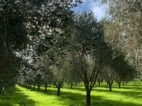 Peninsula Providore Olive Grove Discovery Tour
